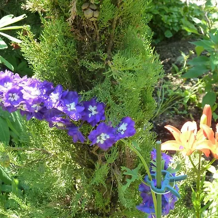 Bed and Breakfast La Val 2*