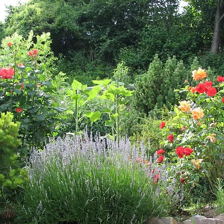 Bed & Breakfast La Val 2* Trin