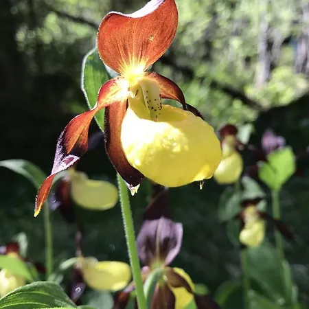 Alojamento de Acomodação e Pequeno-almoço La Val Bonaduz