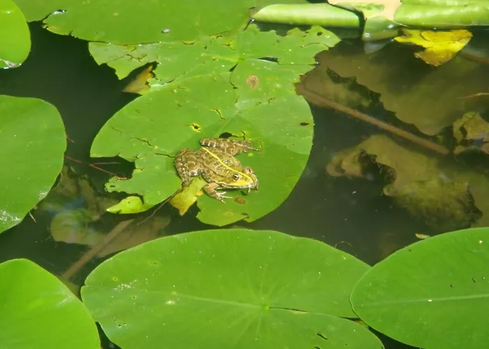 Bed & Breakfast La Val Отель типа 